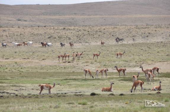 Um grupo de cavalos e outro de guanacos se encontram nos campos da região da Cueva de Las Manos, no sul da patagônia, na Argentina